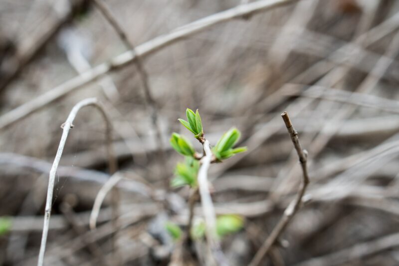 A series of green leaves tentatively emerge from a dry, dormant branch.