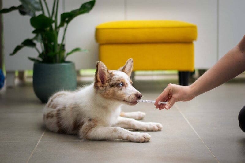 A border collie puppy takes medicine from an extended syringe.