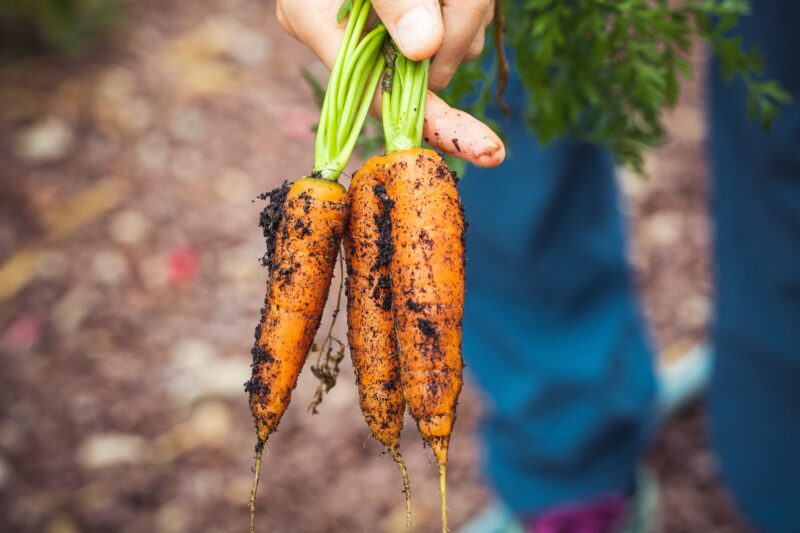 A farmer's hand holding three baby carrots fresh from the soil.